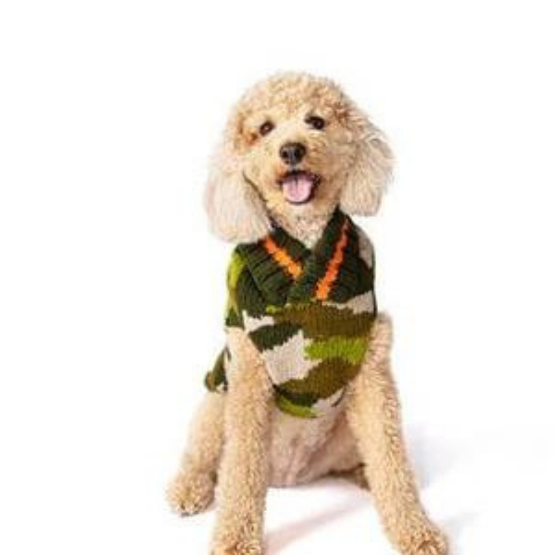 a dog wearing a durable knit sweater