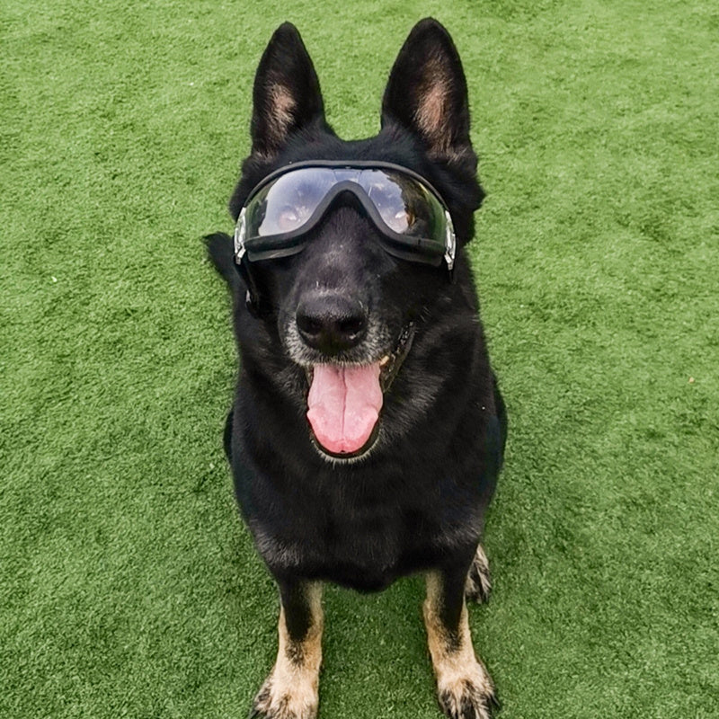 Canine Cool Shades: Stylish Sunglasses for Large Dogs