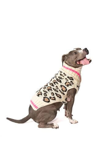 a dog wearing a fashion dog sweater