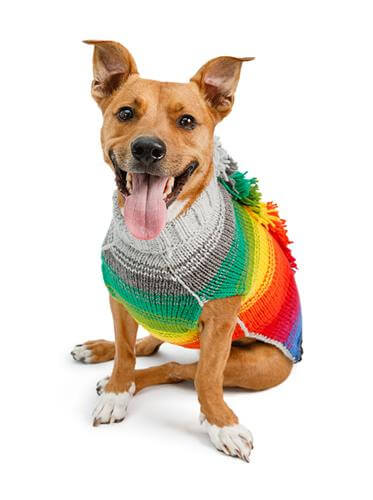Rainbow coloured dog sweater