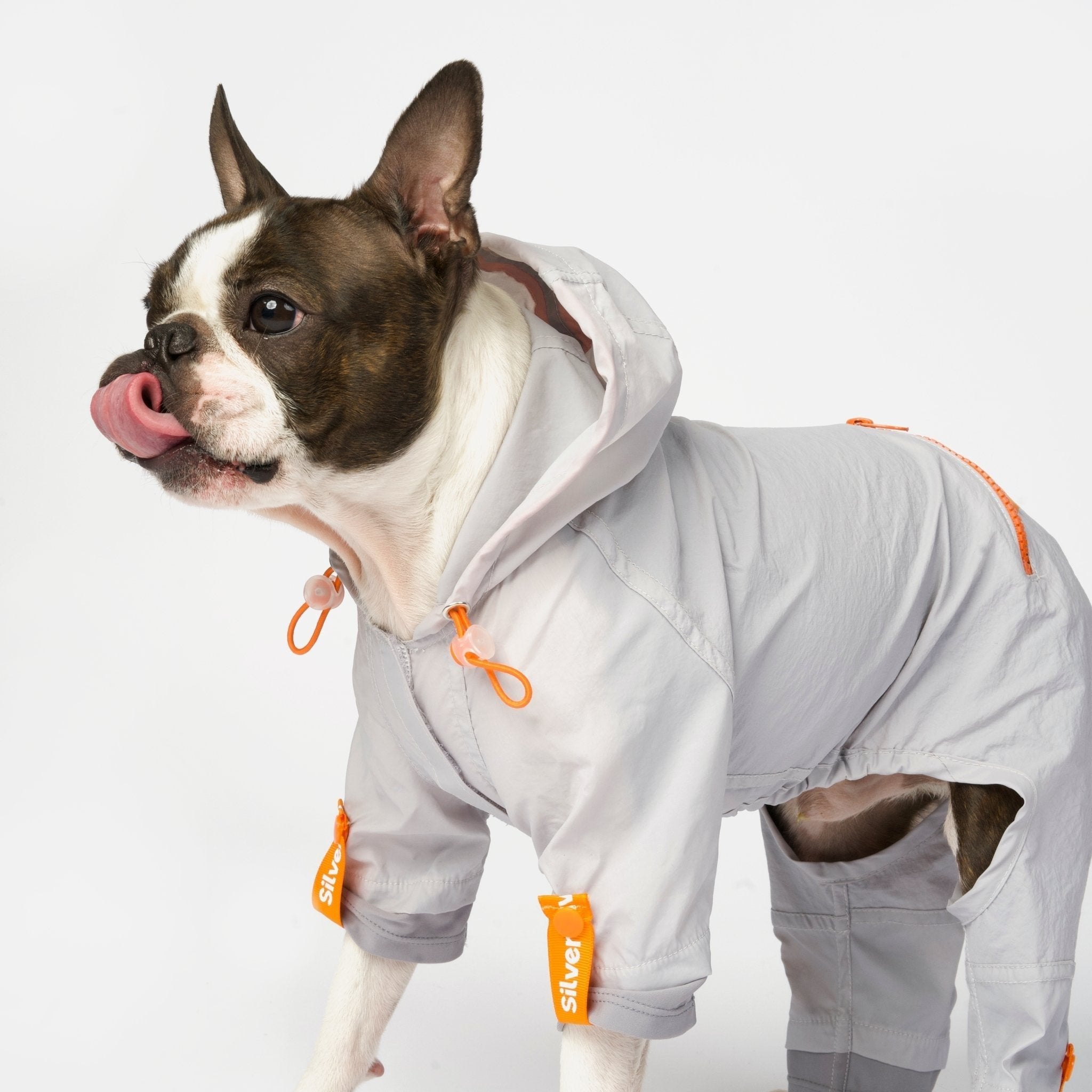 Bundle Sammy - Splash Suit - Stylish and practical dog apparel.
