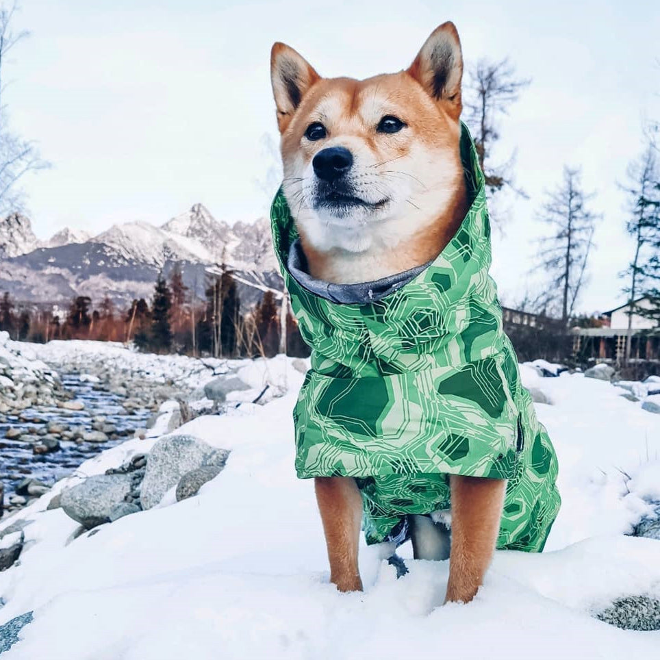 The fashionable emerald raincoat for dogs