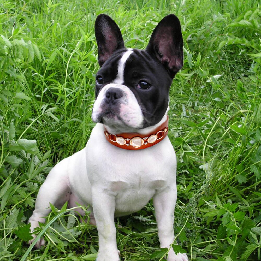 Premium Leather Dog Collar: Durable, Stylish, and Bling-Ready! - Cuddle Finds
