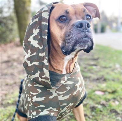 A dog wearing a camouflage sweater with hood