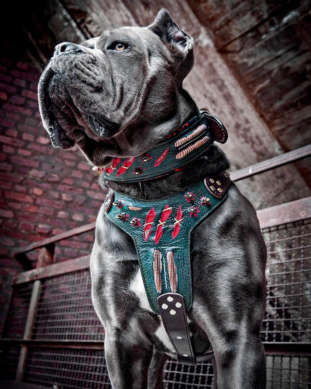 The Haunted Dog Harness LIMITED - Harnesses - Cuddle Finds