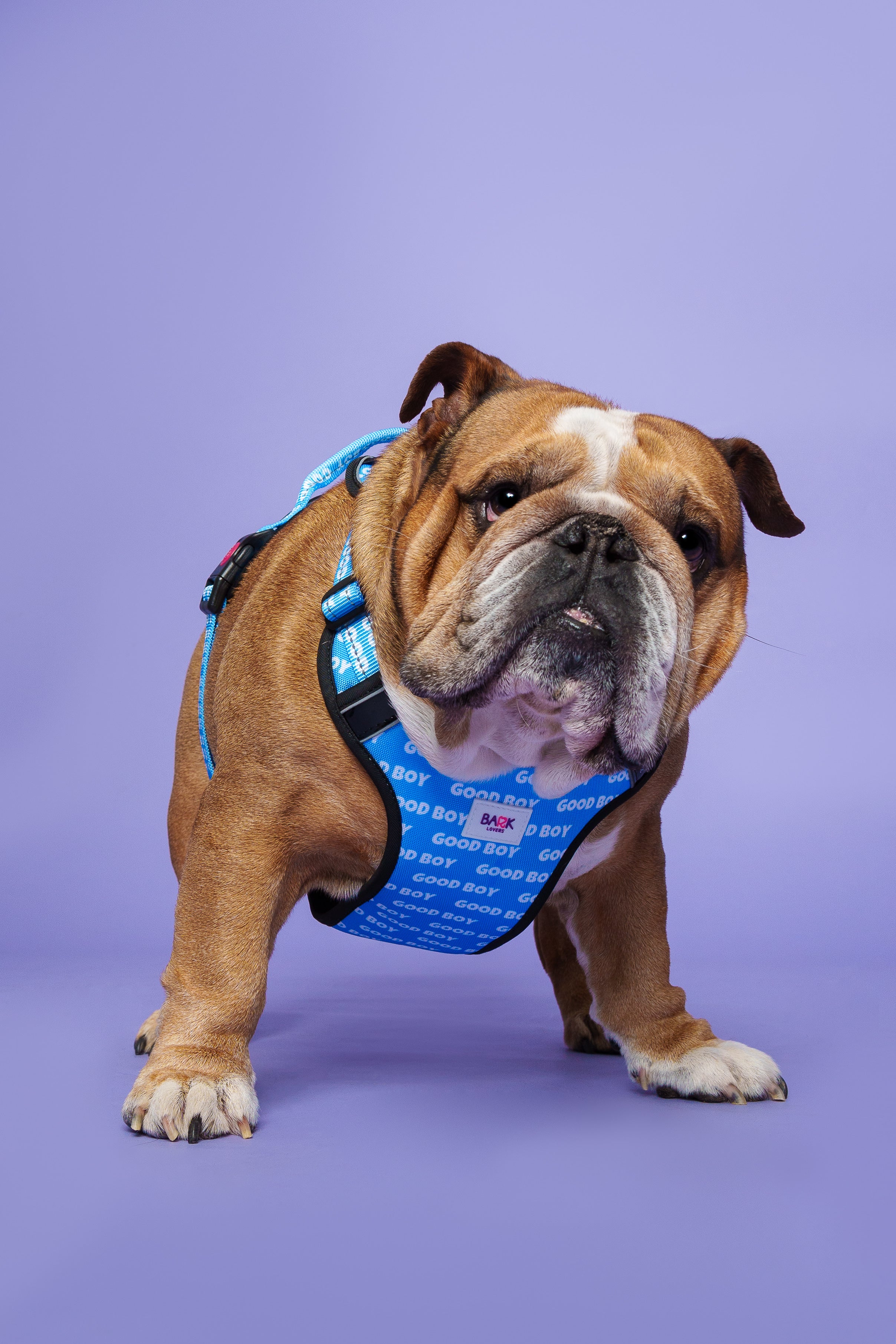 Durable Good Boy Dog Harness - Ensure comfortable and controlled walks.