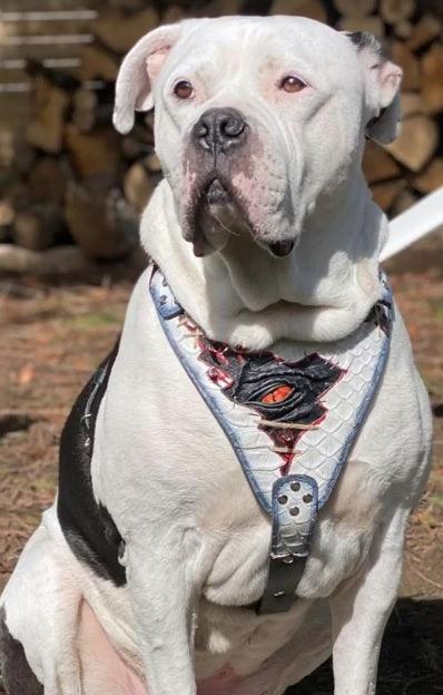 The Dragon's Eye Dog Harness LIMITED - Harnesses - Cuddle Finds