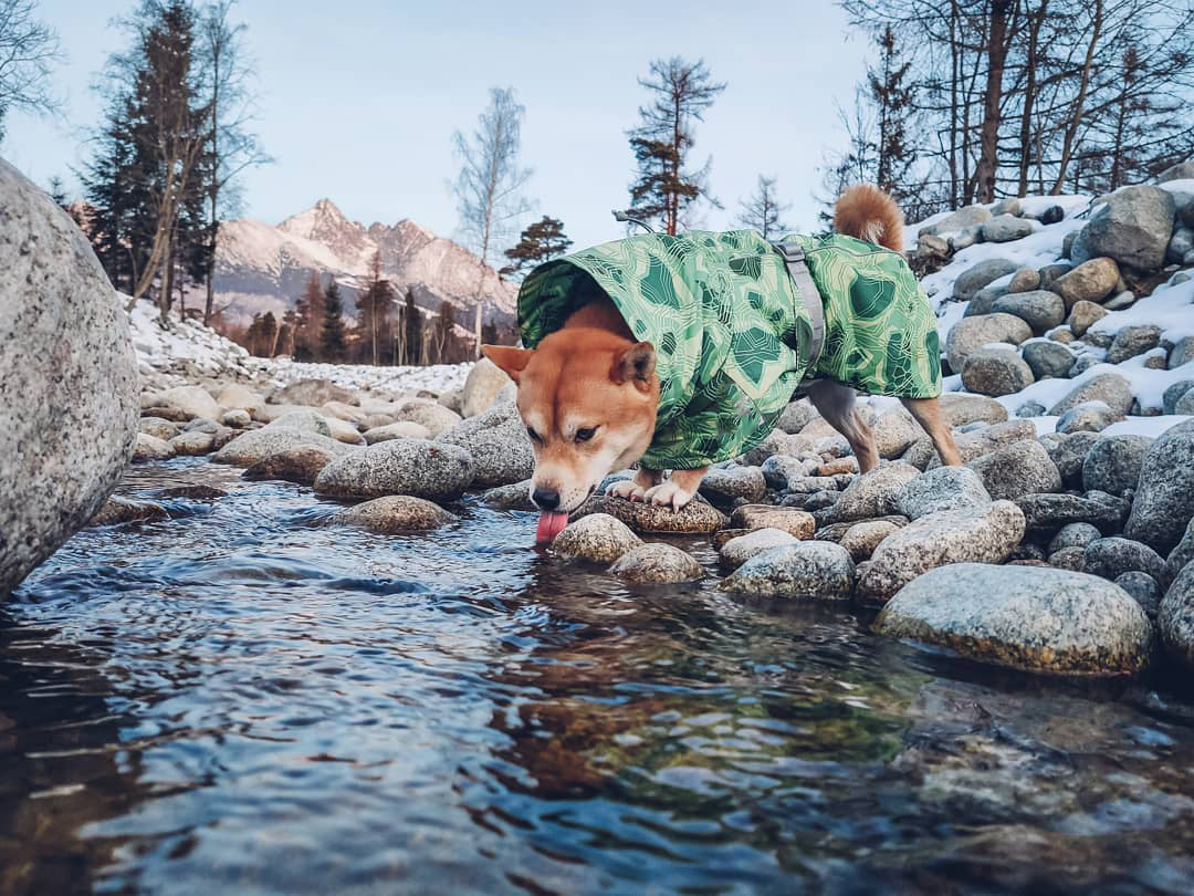 a dog drinking water from a stream wearing waterproof raincoat