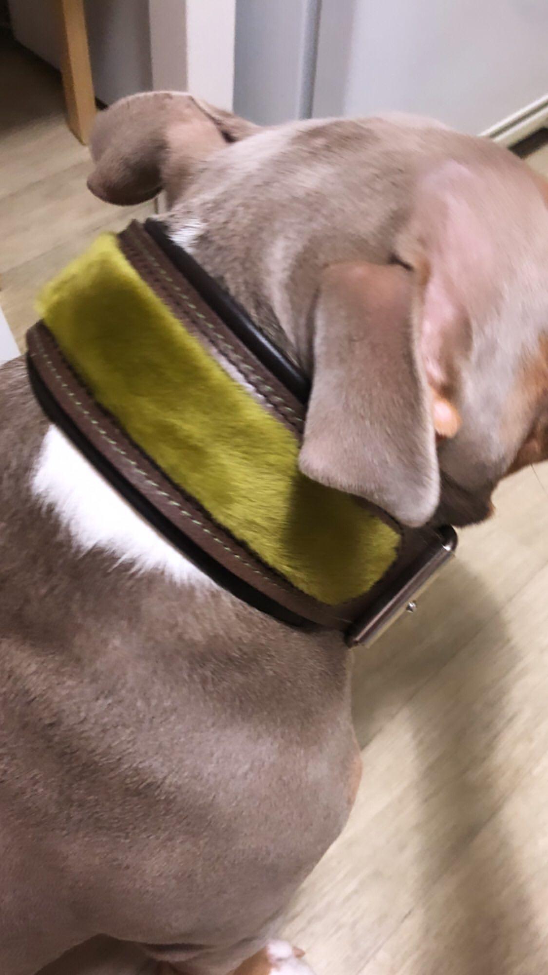 The Shrek Collar - Collars - Cuddle Finds