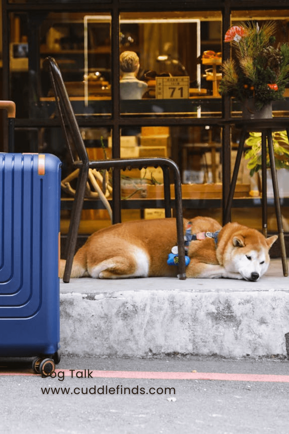 A dog beside a suitcase outside a cafe.