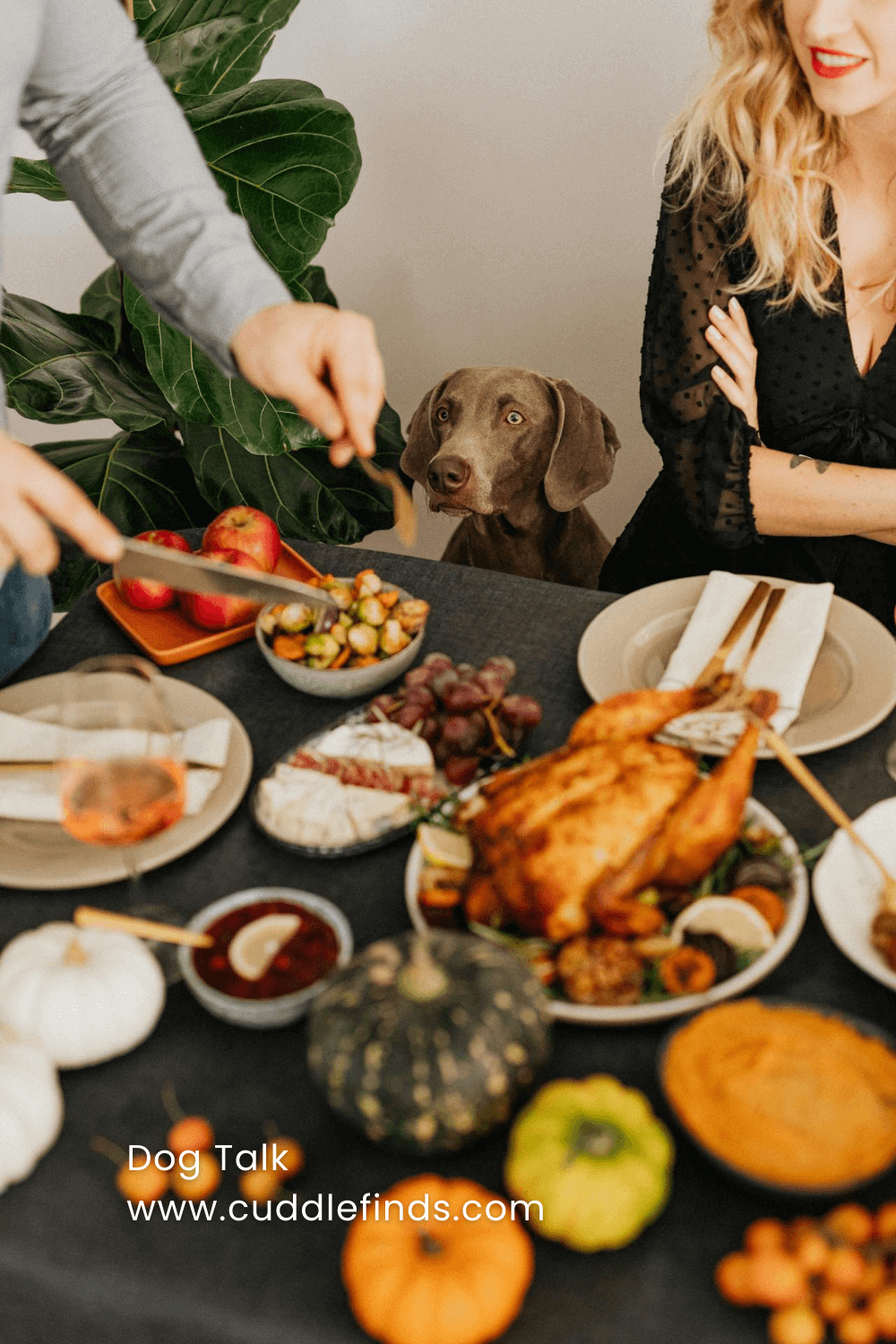 Thanksgiving Feast: Homemade Dog Treat Recipes to Include Your Pup in the Celebration