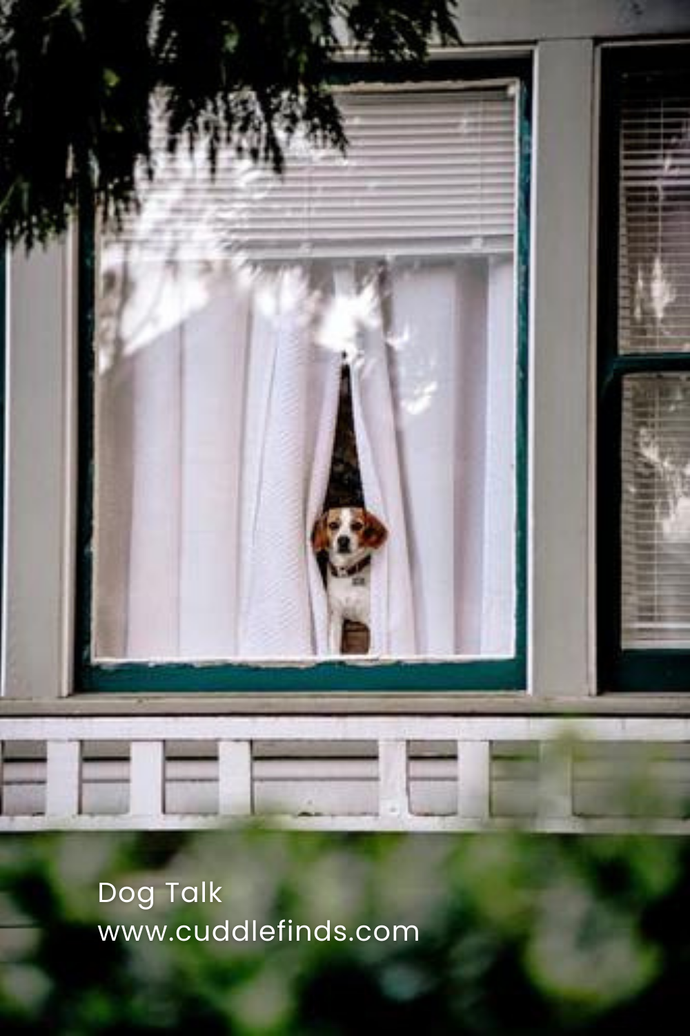 A stay at home dog looks out the window during lock down.