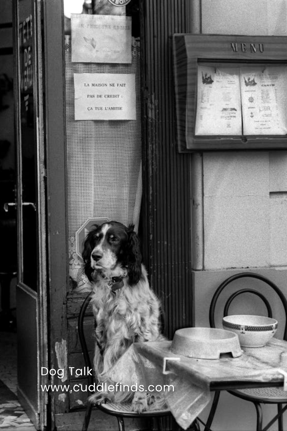 Dog sitting at table in cafe with dog bowls