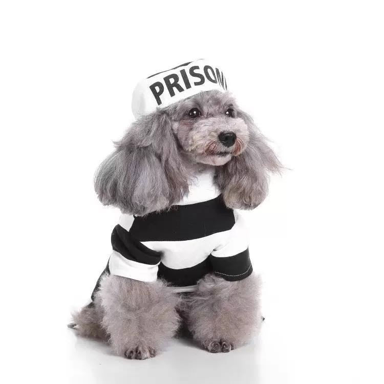 Pet wearing black and white prison uniform and hat - Halloween costume