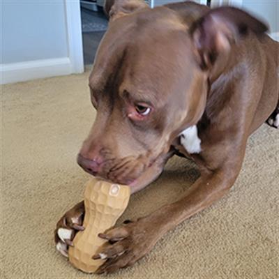 Dog enjoying peanut butter on a lick pad toy filler during bath time