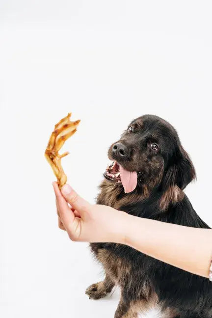 A dog owner giving dog duck feet treats