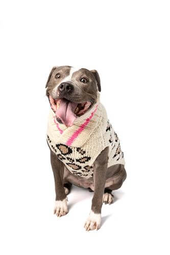 Handknit wool leopard dog sweater from CuddleFinds.com