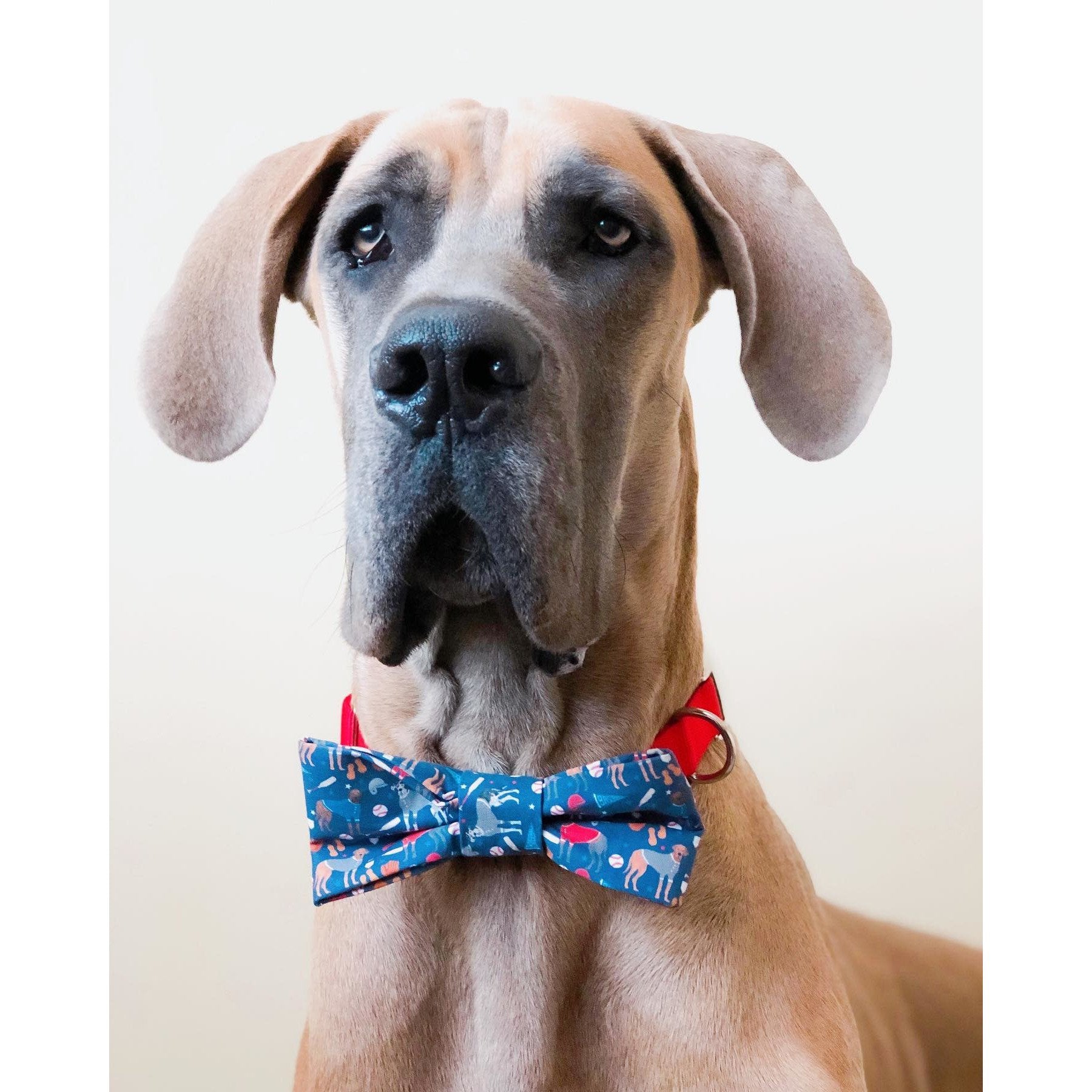 You're a Catch Dog Bow Tie - Dog Bow Tie - Cuddle Finds