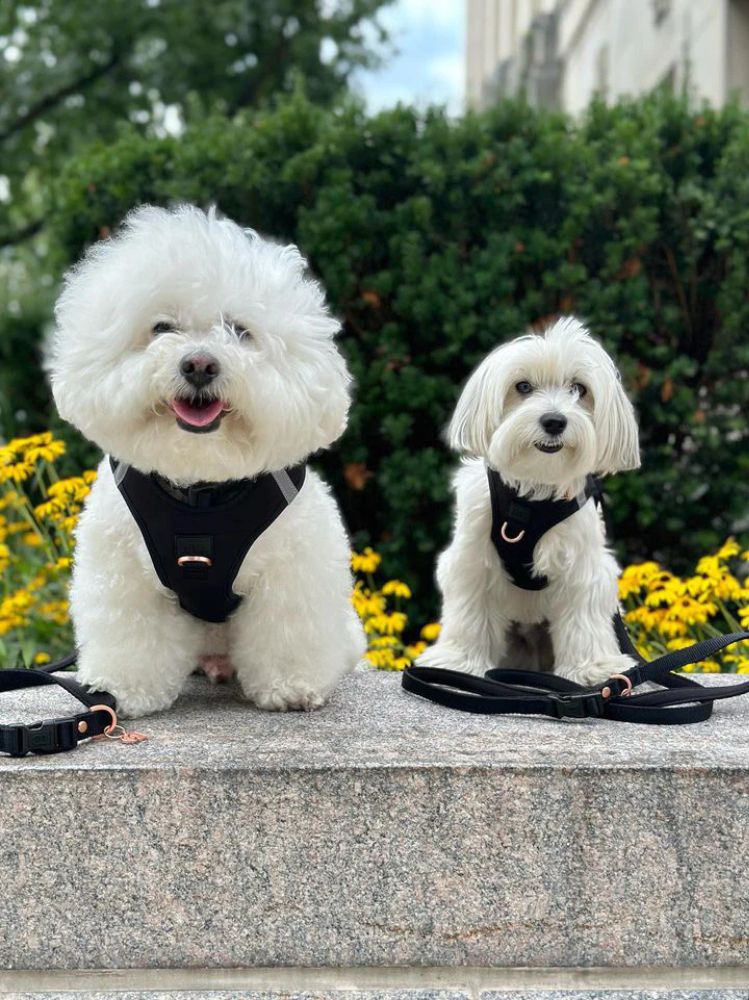 Eco-Friendly Luxe Step-In Harness in Matte Black with Revolutionary Doodle Fabric