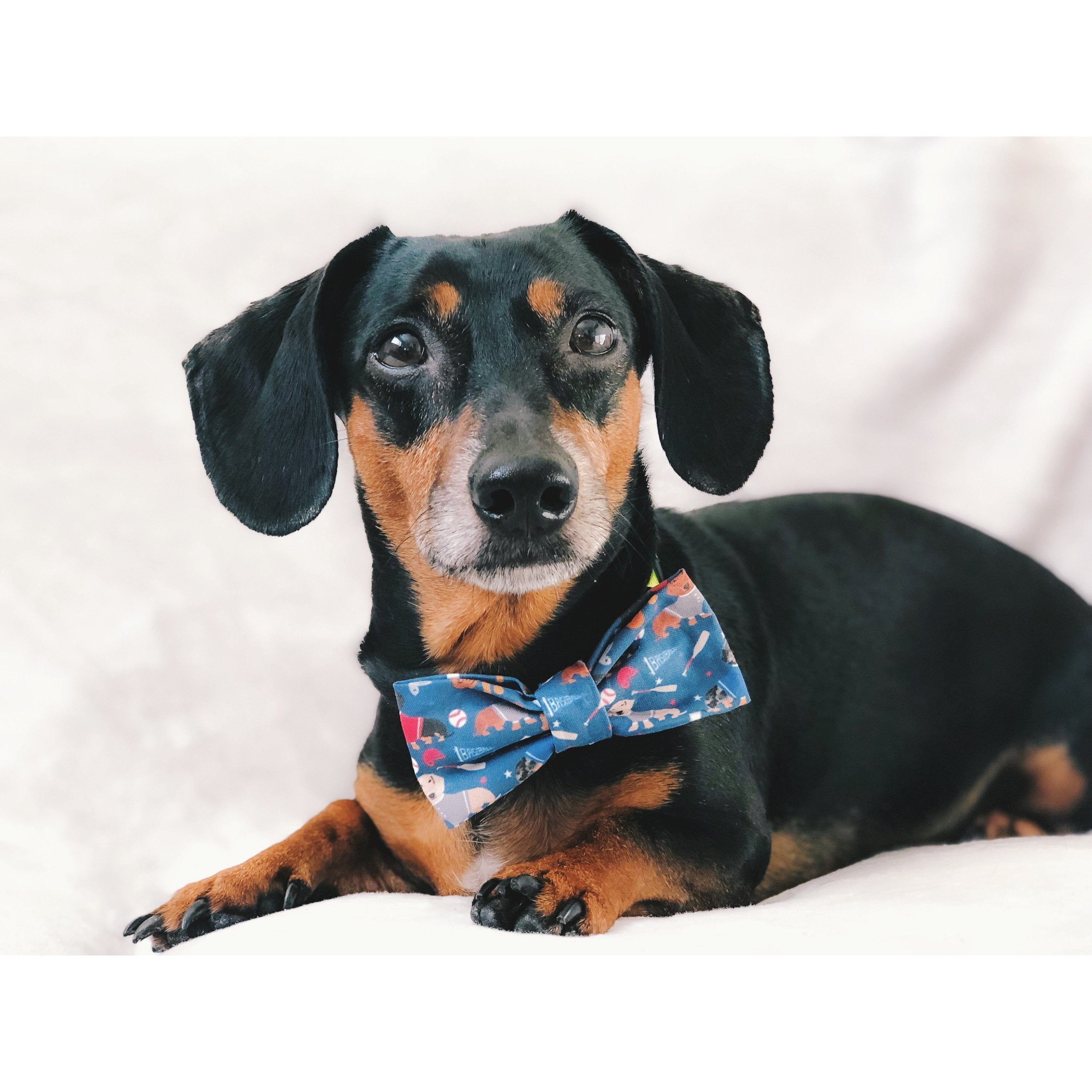 You're a Catch Dog Bow Tie - Dog Bow Tie - Cuddle Finds