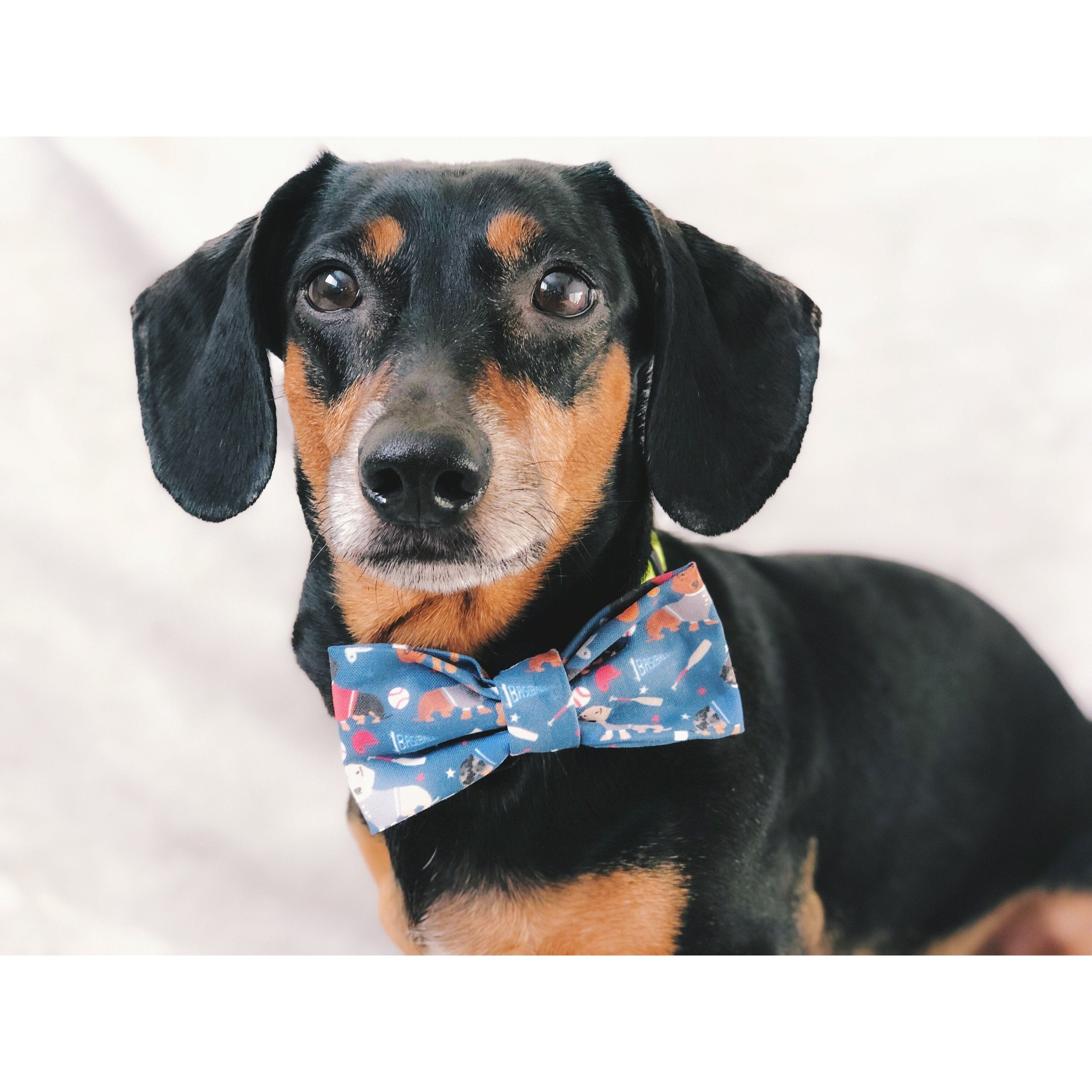 You're a Catch Dog Bow Tie - Dog Bow Tie - Cuddle Finds